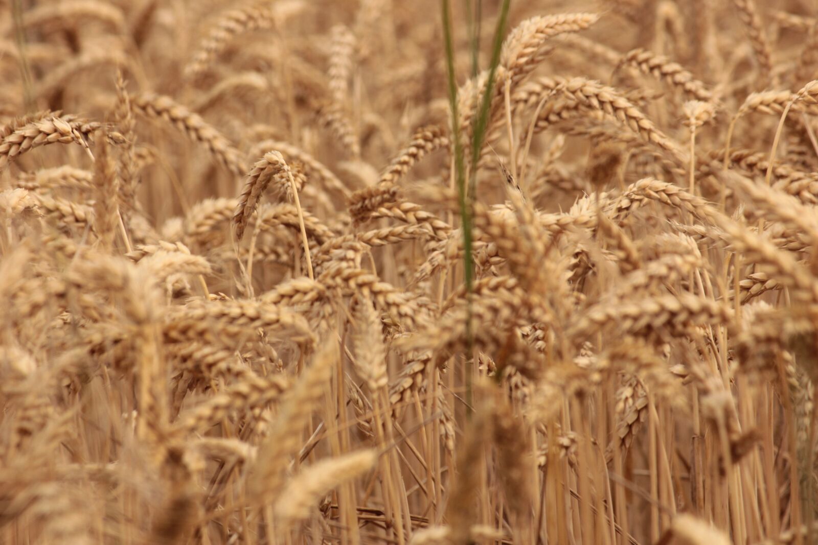 Canon EOS 550D (EOS Rebel T2i / EOS Kiss X4) sample photo. Wheat, grain, harvest photography