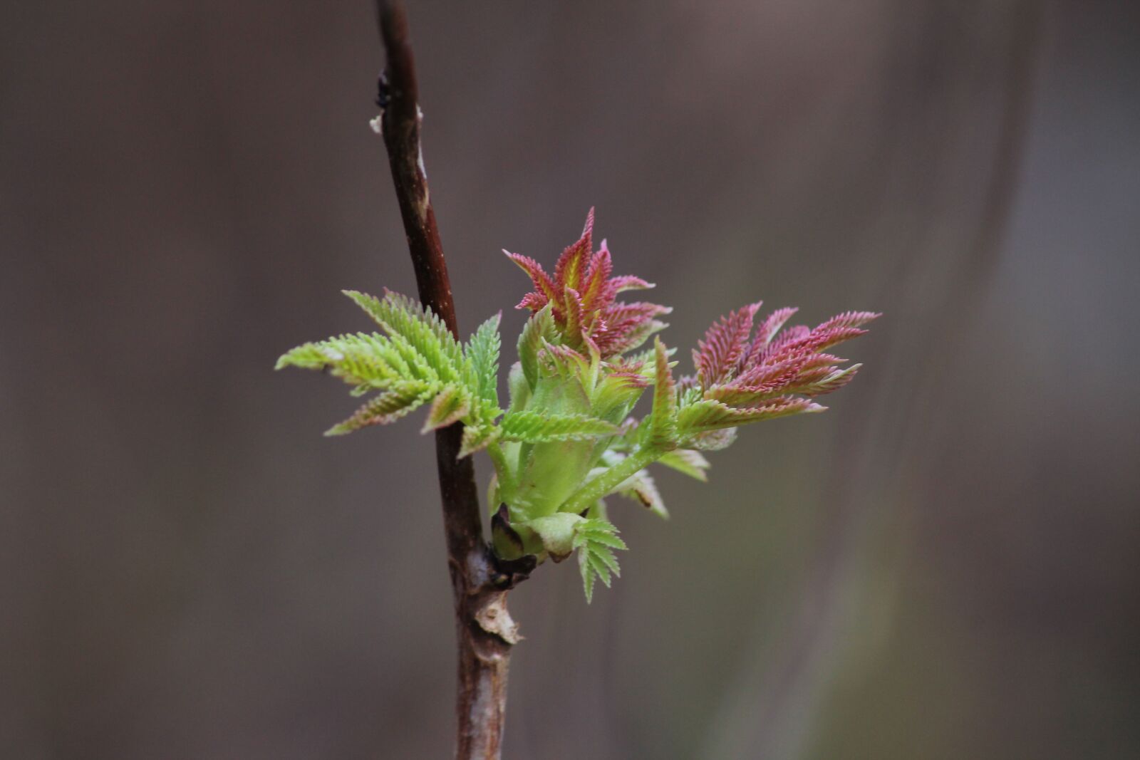 Canon EOS 1100D (EOS Rebel T3 / EOS Kiss X50) sample photo. Branch, spring, bud photography