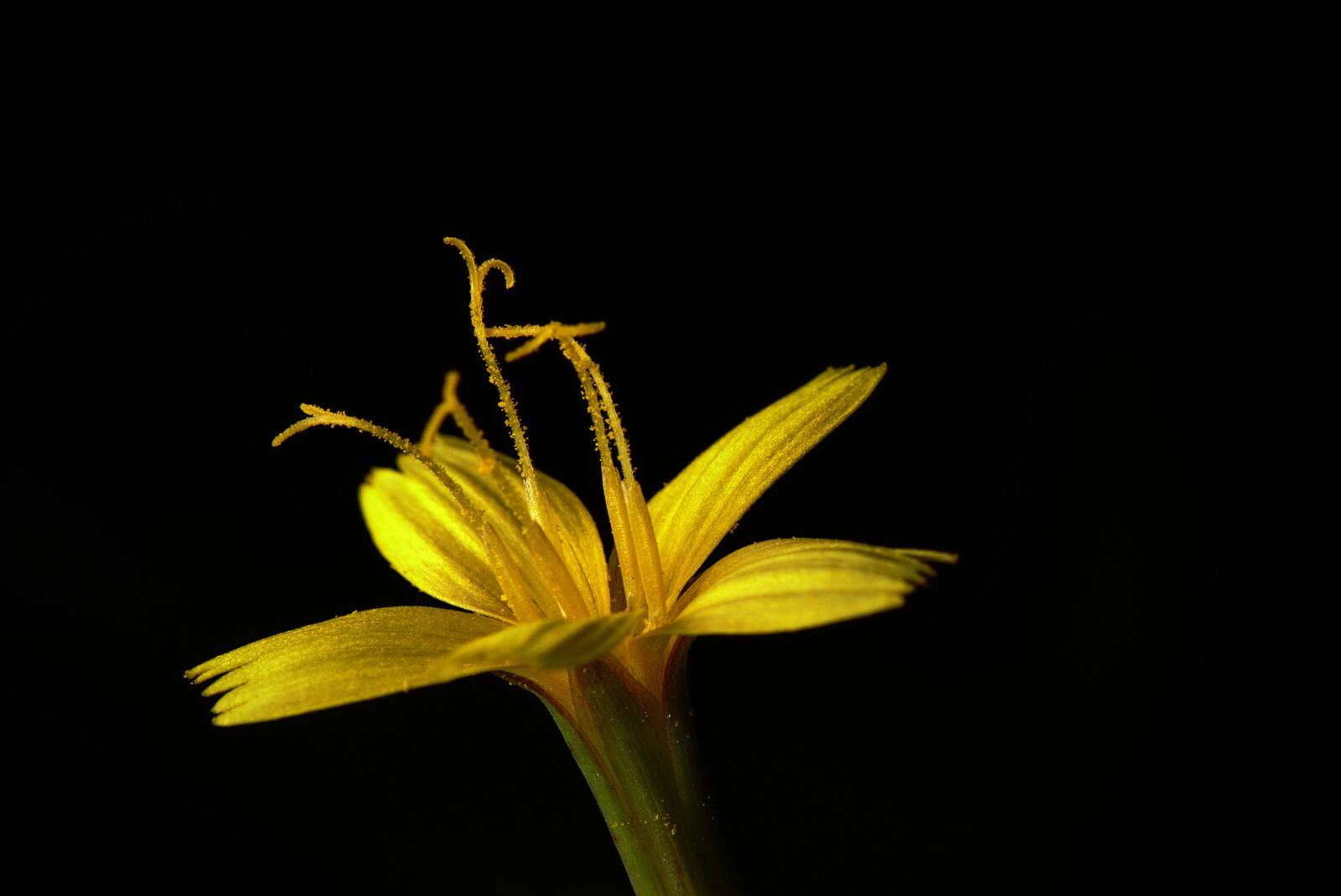 Canon EOS M5 sample photo. Flower, plant, macro photography