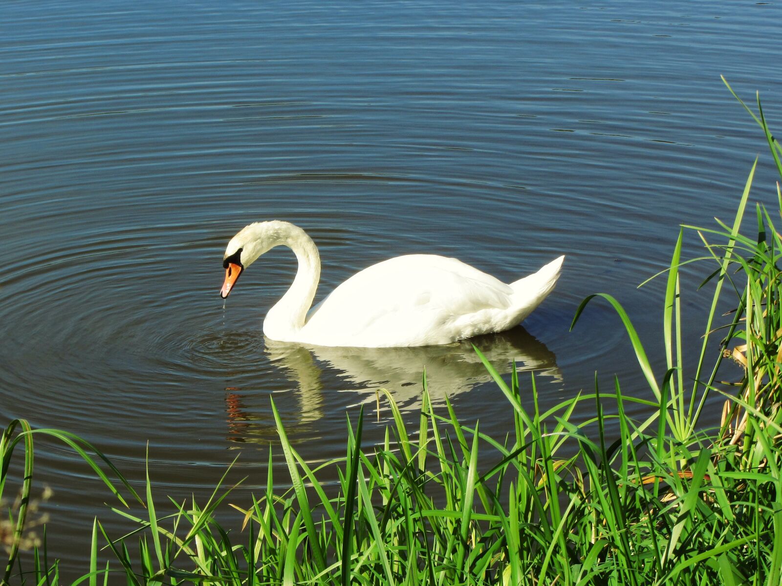 Canon PowerShot SX220 HS sample photo. Swan in the lake photography