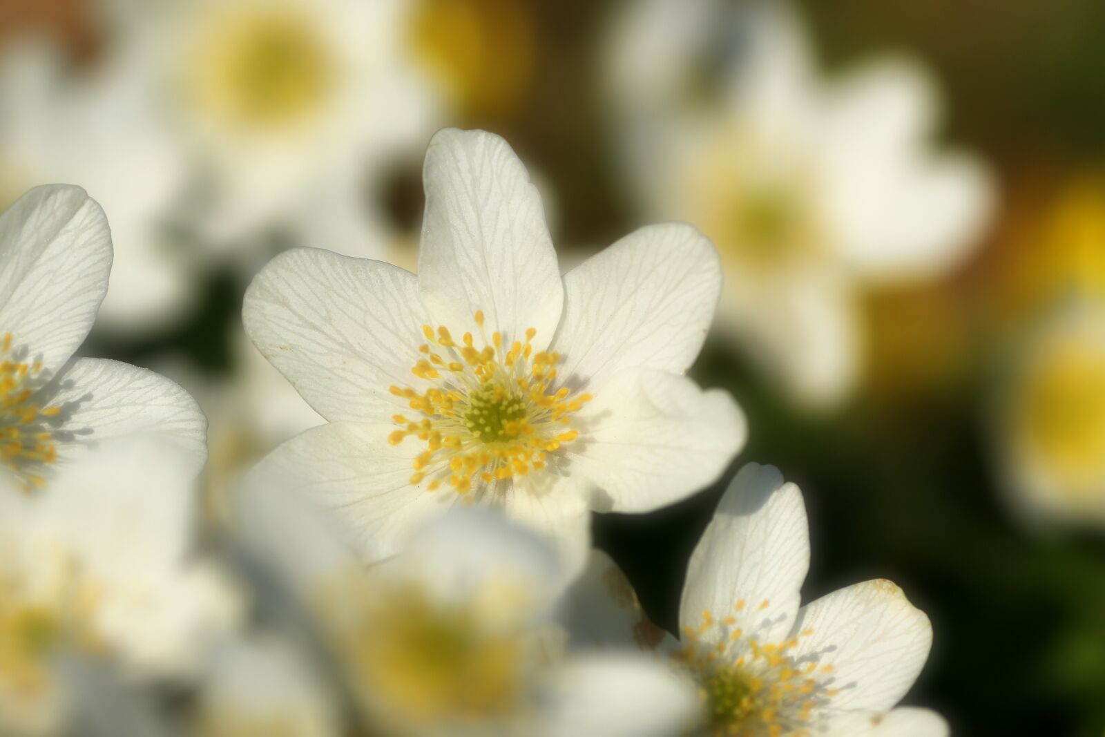 Tamron SP 90mm F2.8 Di VC USD 1:1 Macro sample photo. Anemone, flower, spring photography