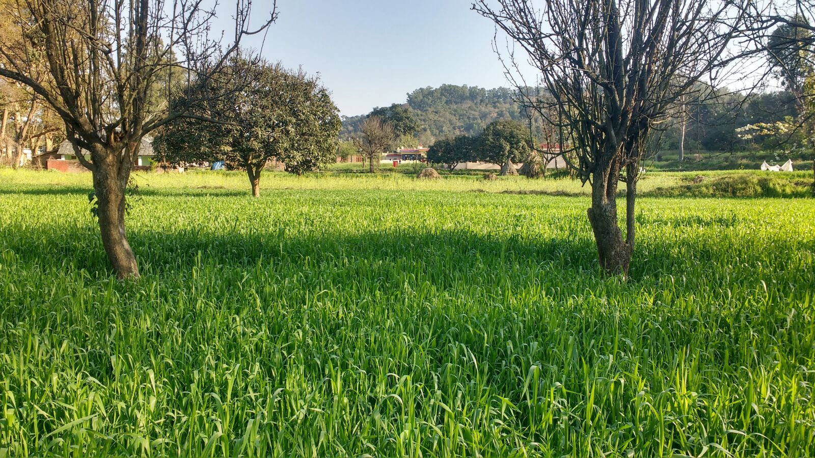 Motorola MotoG3 sample photo. Nature, landscape, grass photography