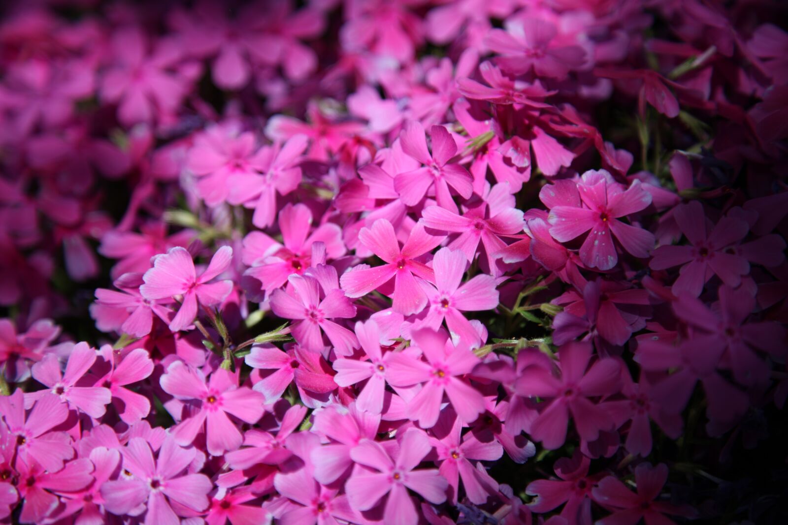 Canon EOS 5D Mark II sample photo. Flower grass, flowers, plants photography