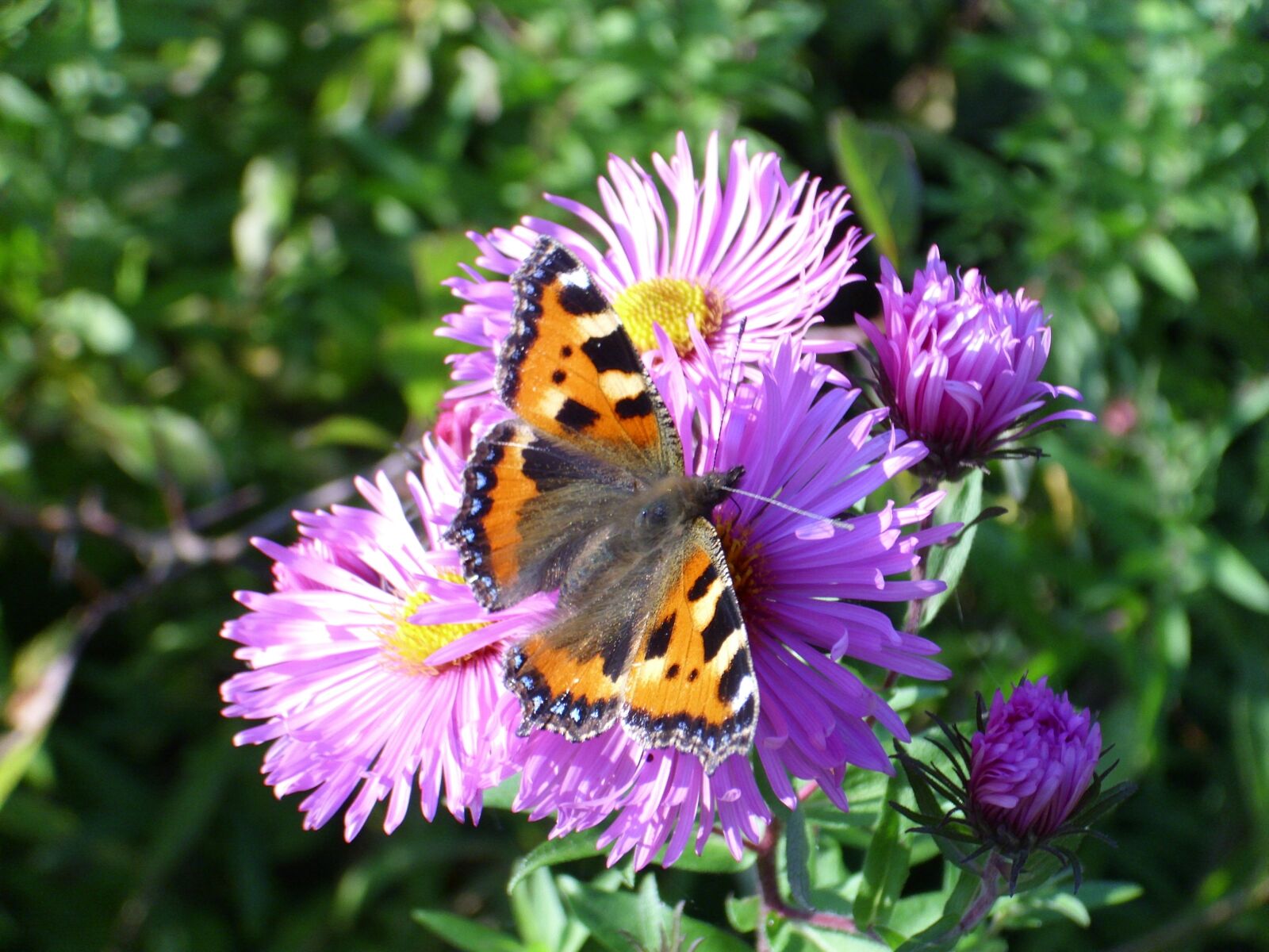 Agfa DC-1033m sample photo. Flower, butterfly, spring photography