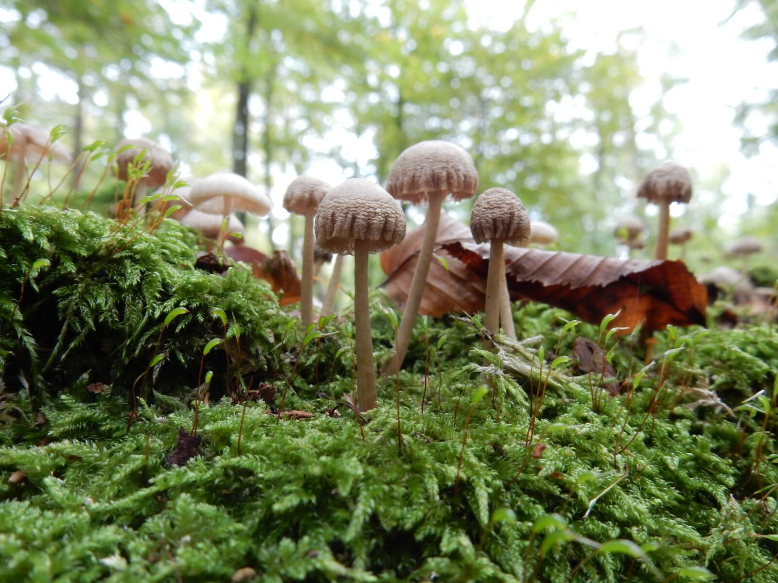 Nikon Coolpix S9900 sample photo. Mushrooms, autumn, nature photography