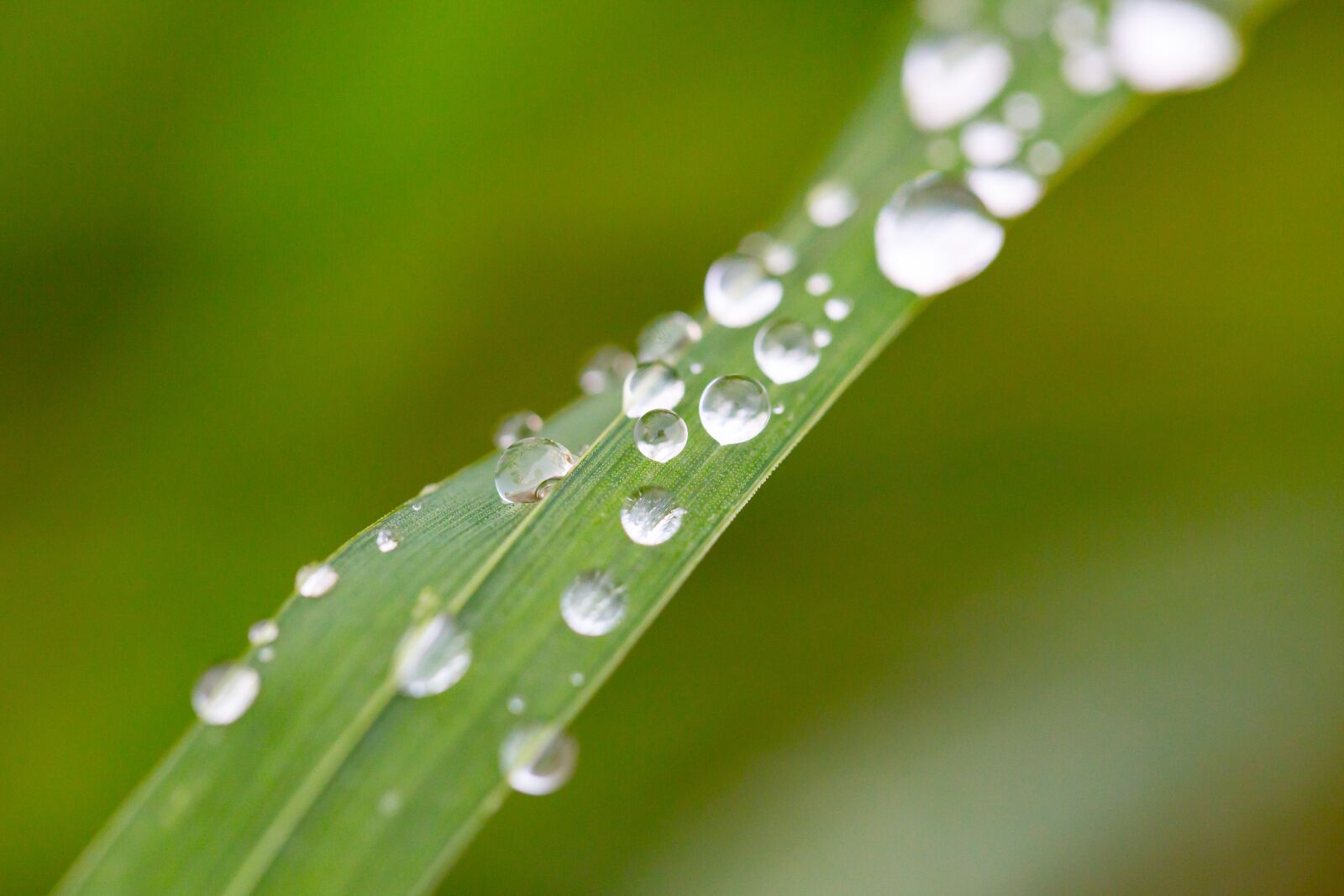 Canon EF 100mm F2.8L Macro IS USM sample photo. Grass, halm, blade of photography