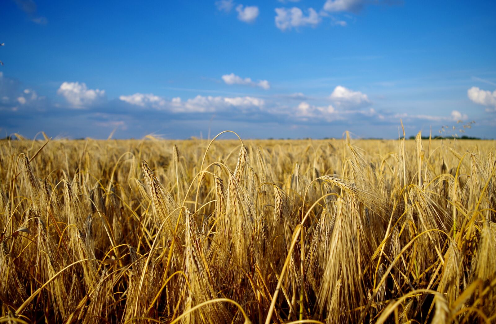 Pentax K-500 sample photo. Field, wheat, summer photography