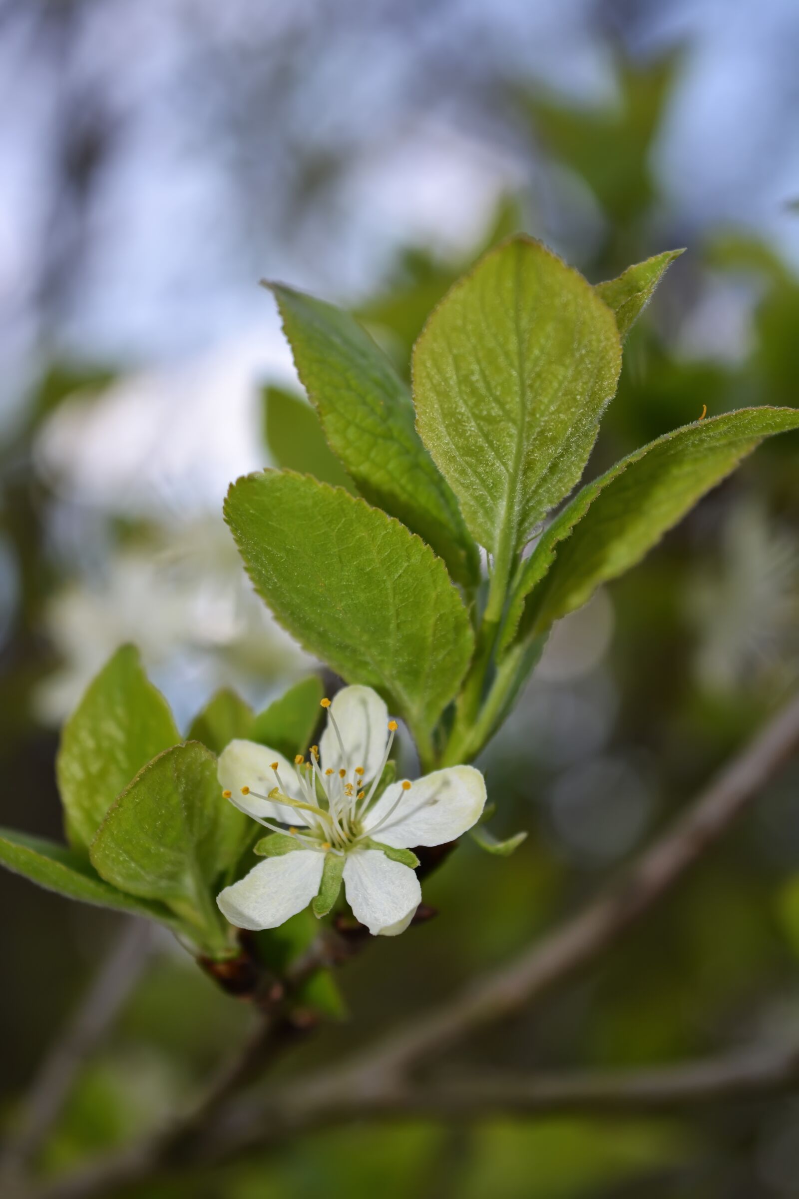 Nikon D5200 sample photo. Spring, flowers, background photography