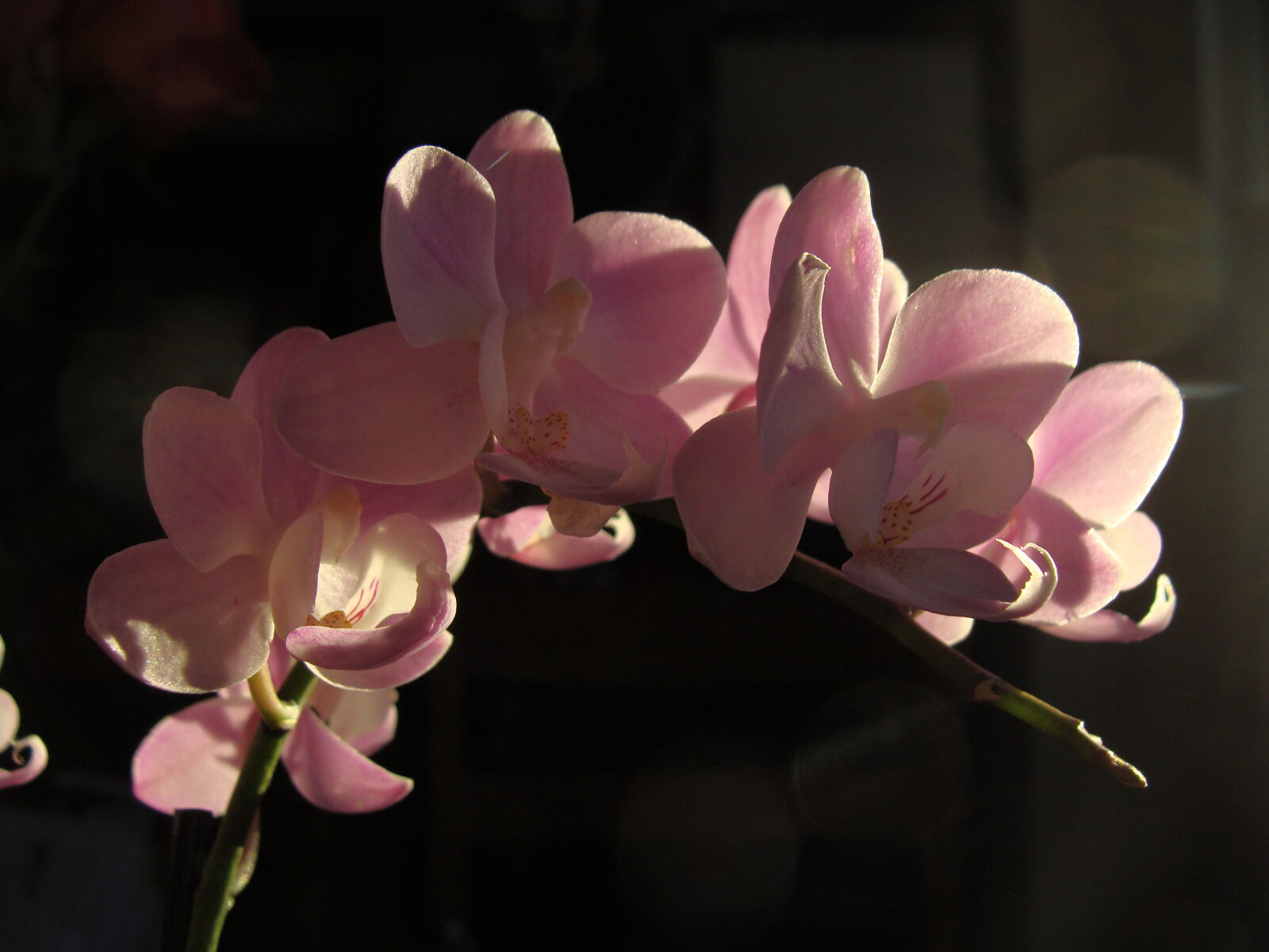 Sony Cyber-shot DSC-H10 sample photo