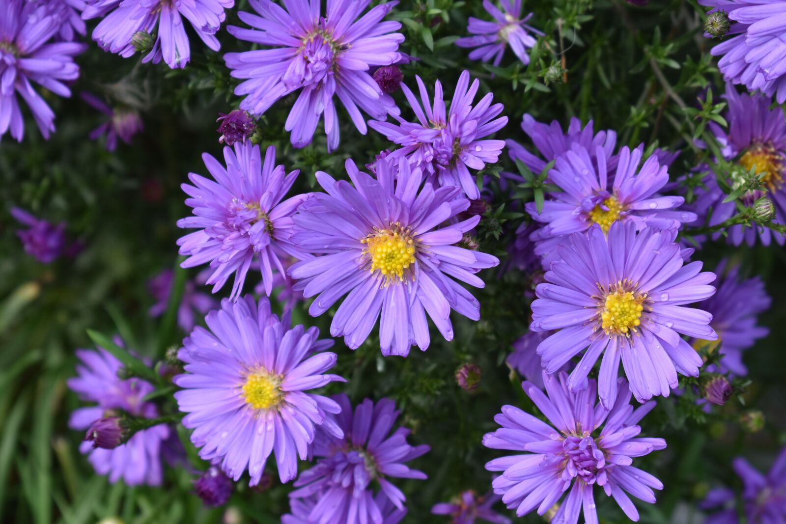 Nikon D3400 sample photo. Flowers, purple flowers, bloom photography