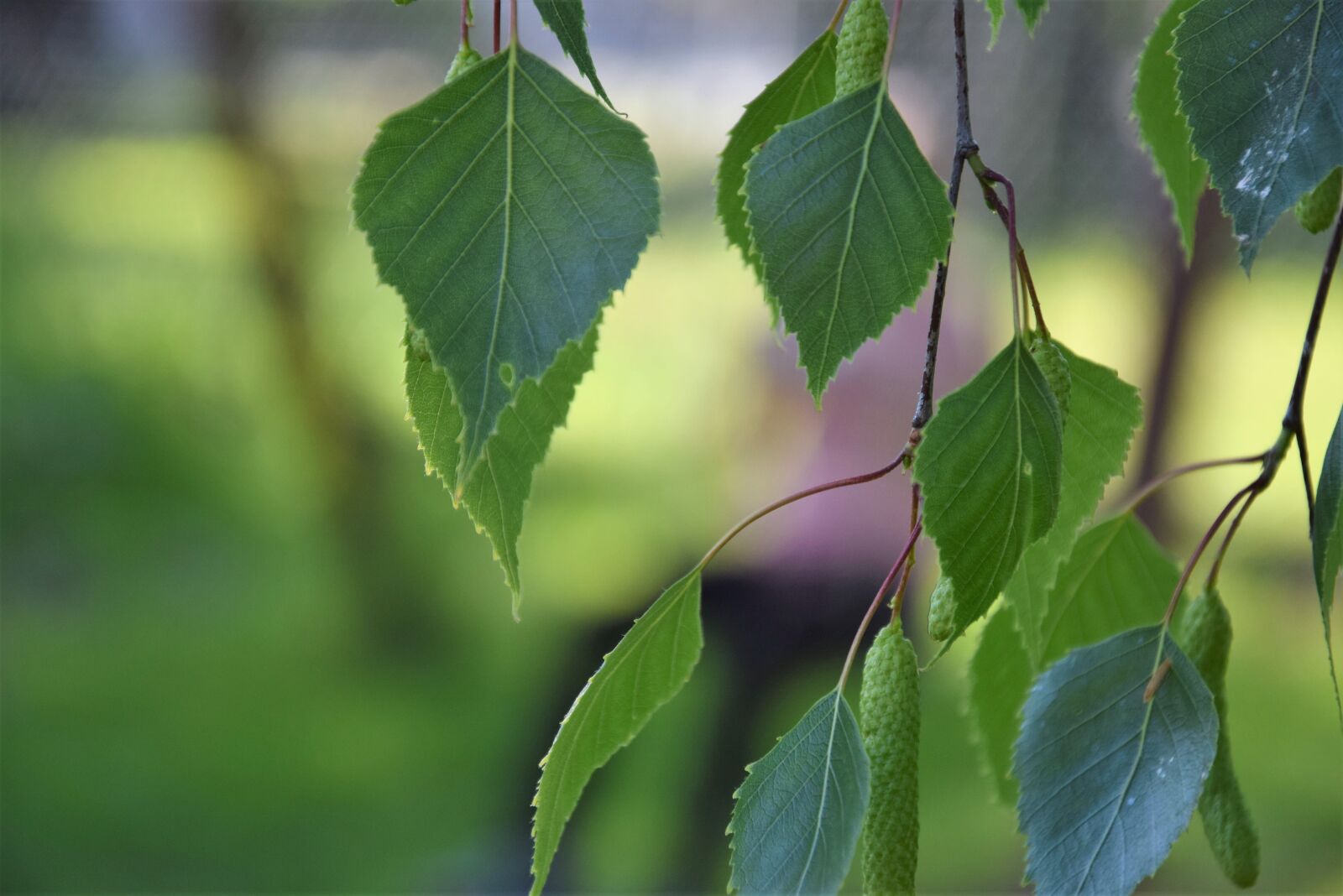 Nikon D5300 sample photo. Birch, spring, forest photography