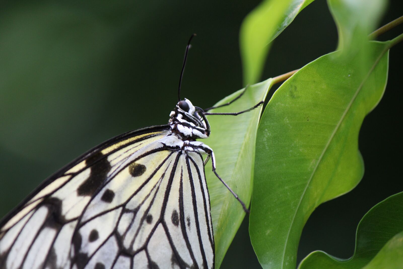 Canon EF-S 55-250mm F4-5.6 IS II sample photo. White baumnymphe, butterfly, idea photography
