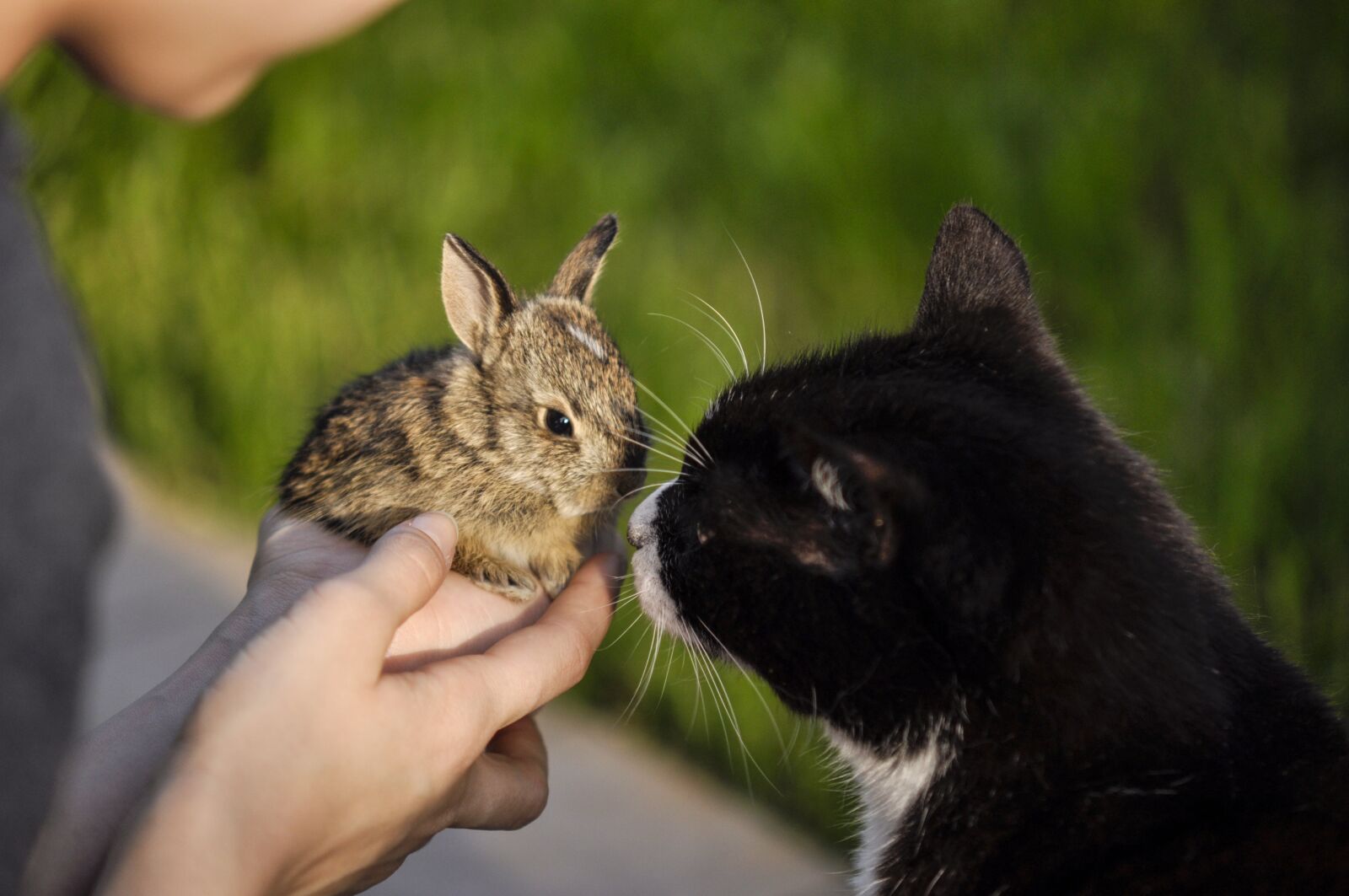 Nikon D5000 sample photo. Rabbit, cat, animals photography