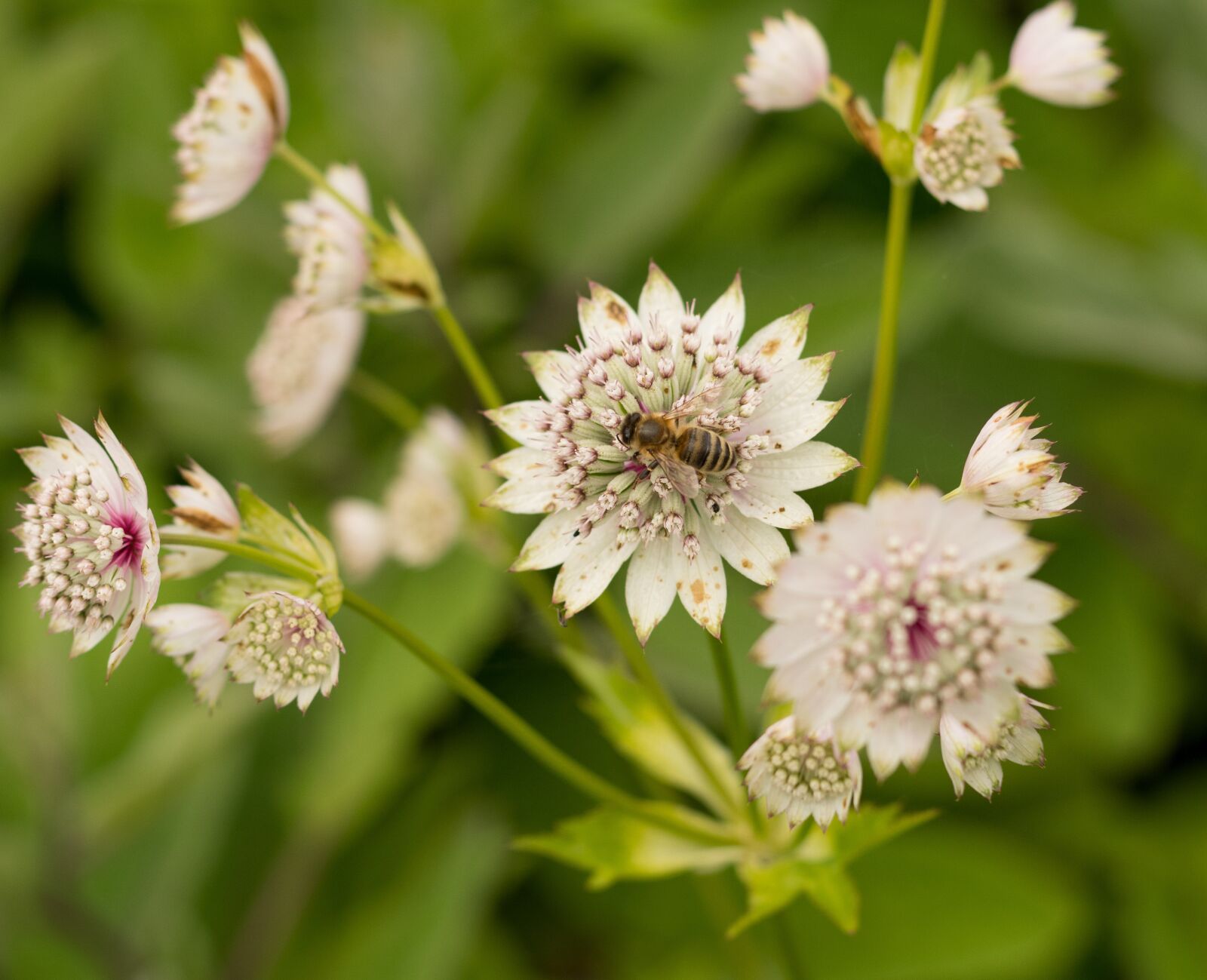 Nikon D500 sample photo. Plant, flowers, nature photography