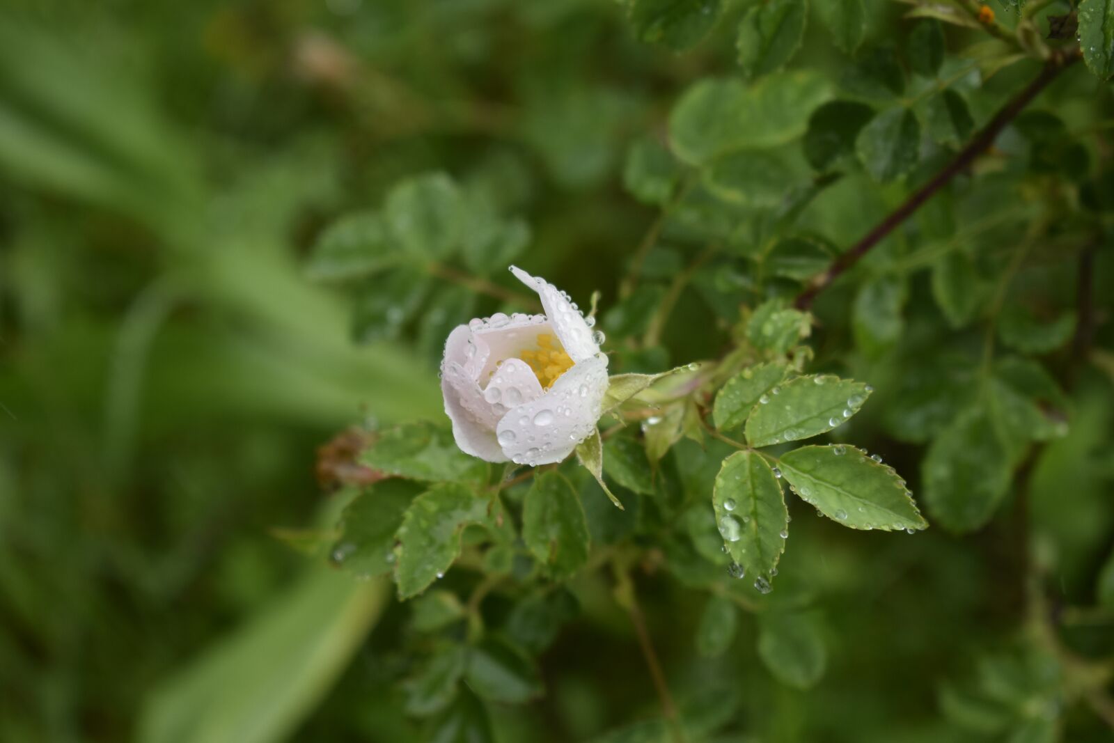 Nikon D3500 sample photo. Wild flowers, flowers, pink photography