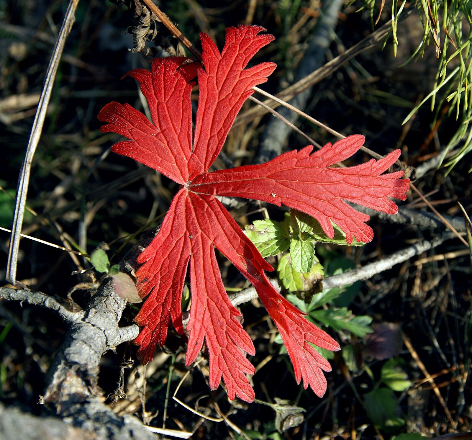 Sony Alpha DSLR-A100 sample photo. Strawberry leaf, red, one photography