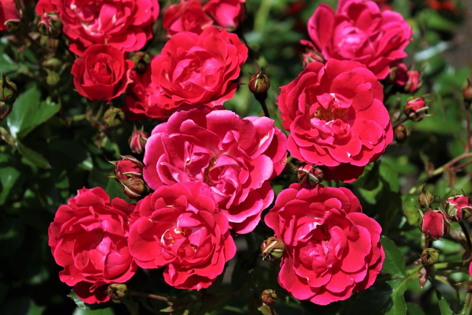 Canon EOS 1300D (EOS Rebel T6 / EOS Kiss X80) sample photo. Roses, flower, romantic photography