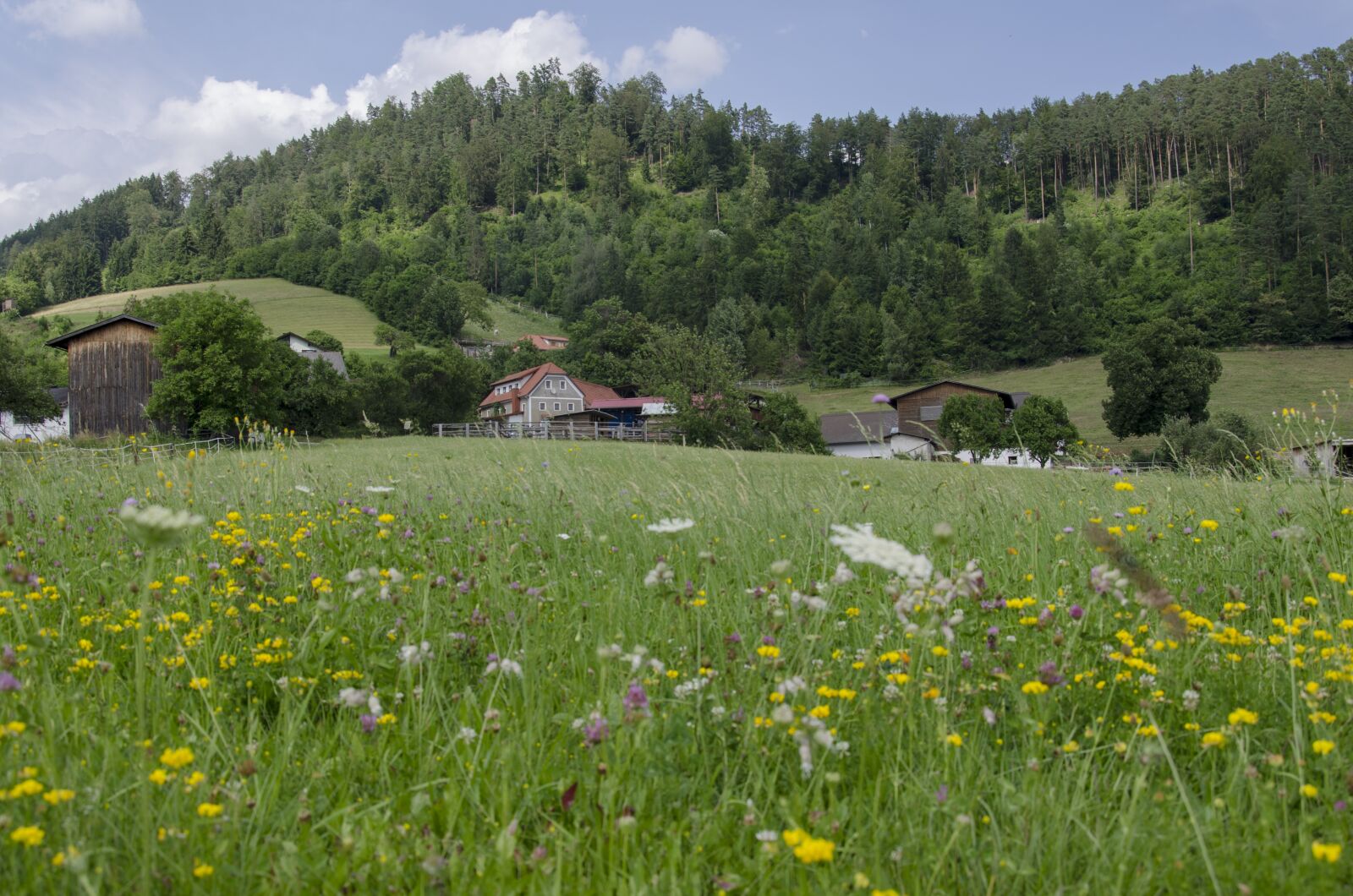 Nikon D7000 sample photo. Zitoll, austria, meadow photography