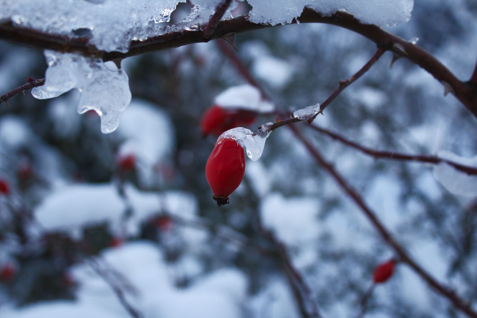 Canon EOS 1200D (EOS Rebel T5 / EOS Kiss X70 / EOS Hi) sample photo. Arrow, snow, winter photography
