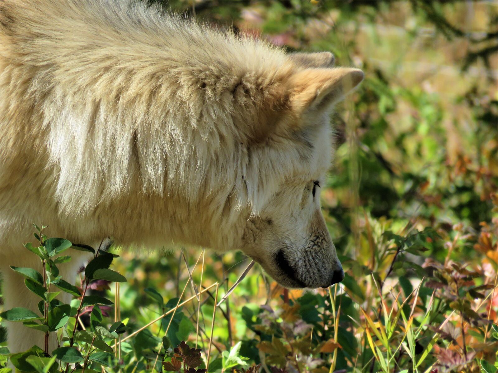 Canon PowerShot SX60 HS sample photo. Wolfdog, wolf, dog photography