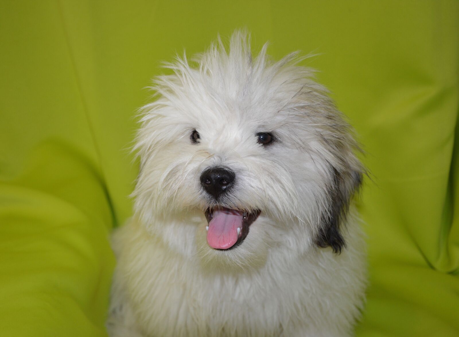 Nikon D5200 sample photo. Dog, pup, dog coton photography