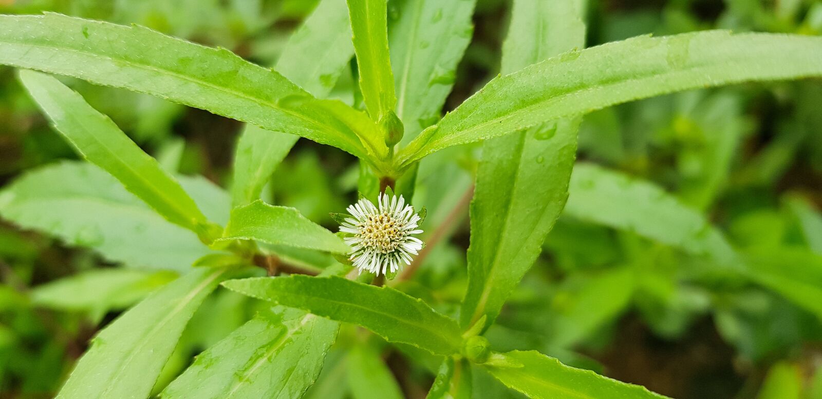 Samsung SM-N950N sample photo. Wildflower, flower, plant photography