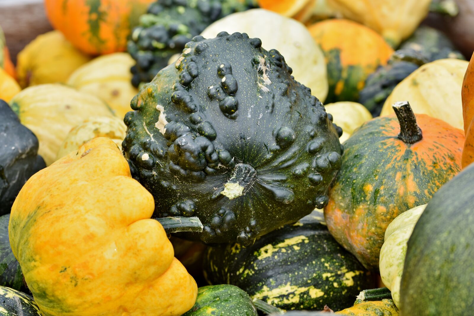 Nikon D7200 sample photo. Pumpkin, fruit, autumn photography