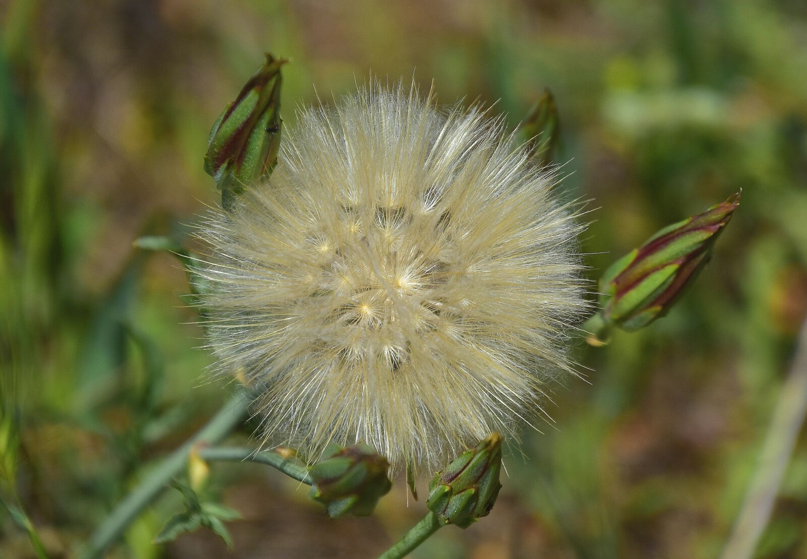 Nikon D7200 sample photo. Nature, plant, flower photography