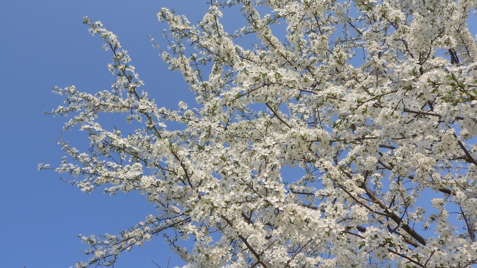 Nikon Coolpix P610 sample photo. White flowers, spring flowers photography