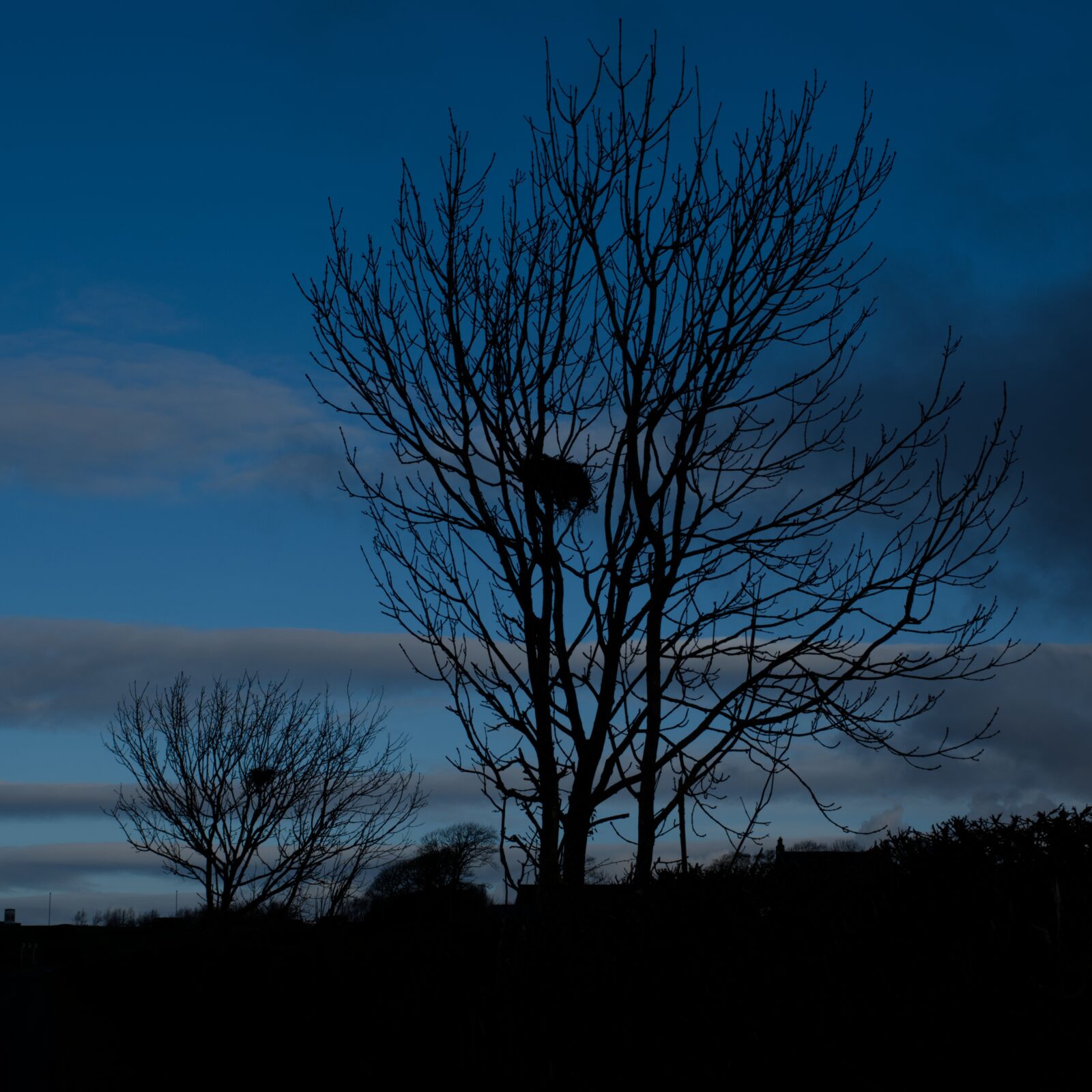 Nikon D3500 sample photo. Tree, trees, nest photography