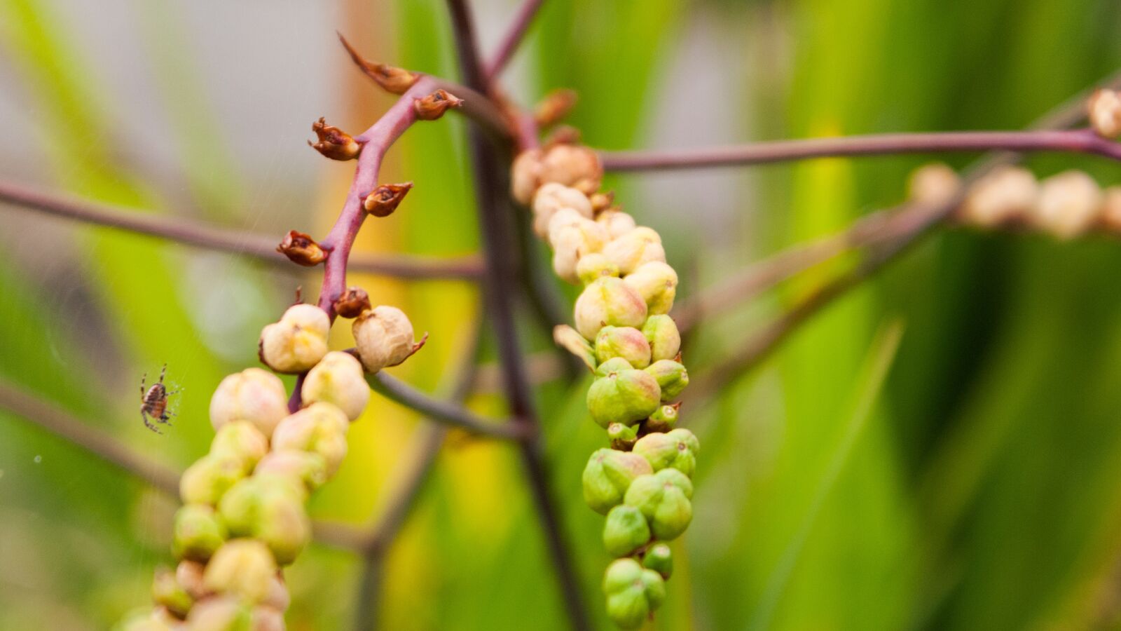 Sony Alpha DSLR-A300 + Sony DT 18-70mm F3.5-5.6 sample photo. Plant, life, spider photography