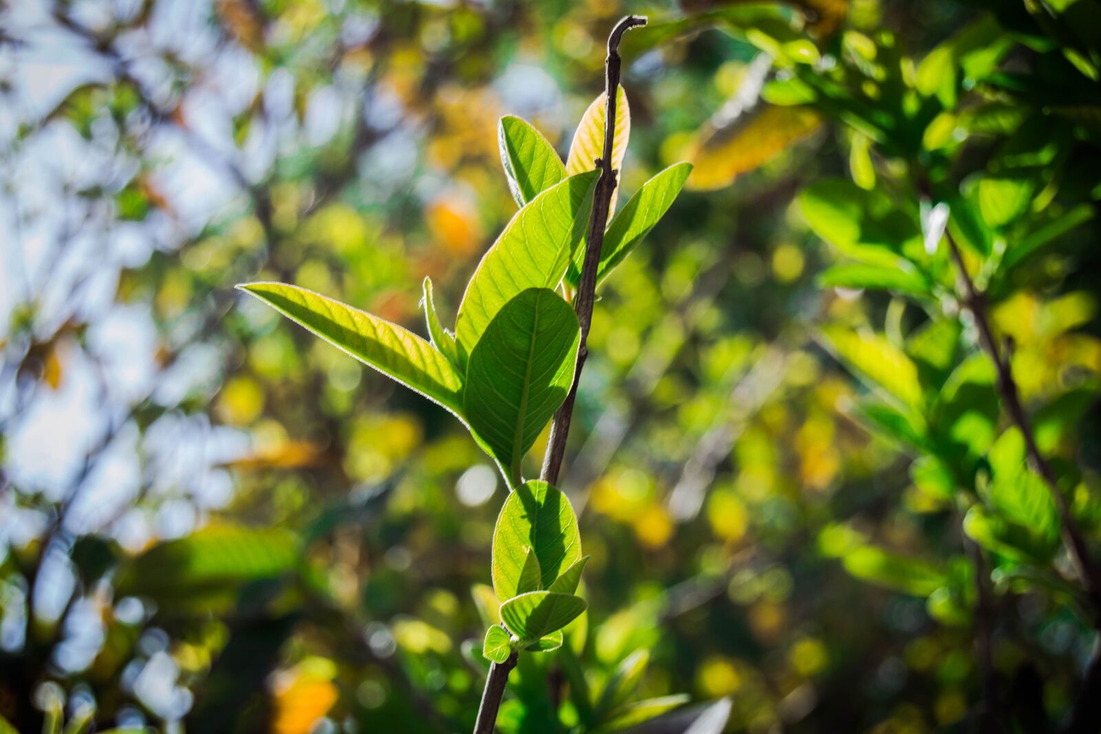 Nikon D3100 sample photo. Leaf, tree, nature photography