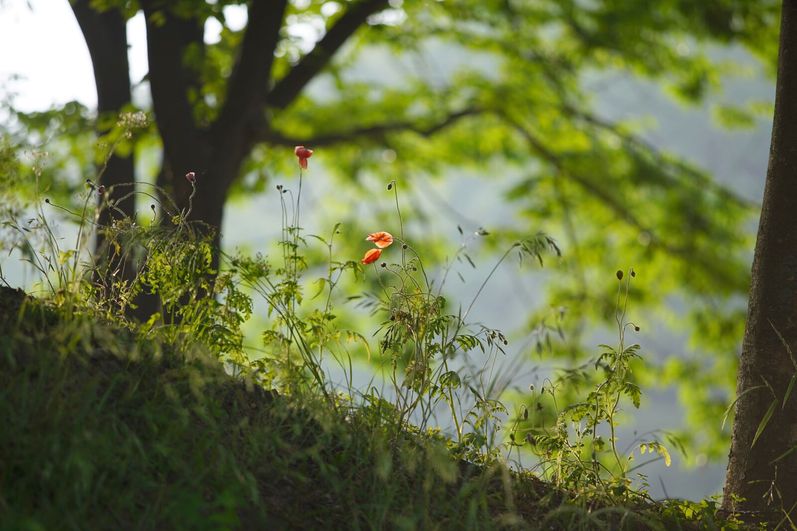 Sony a7R II + Canon EF 70-200mm F2.8L USM sample photo. Nature, morming, tree photography