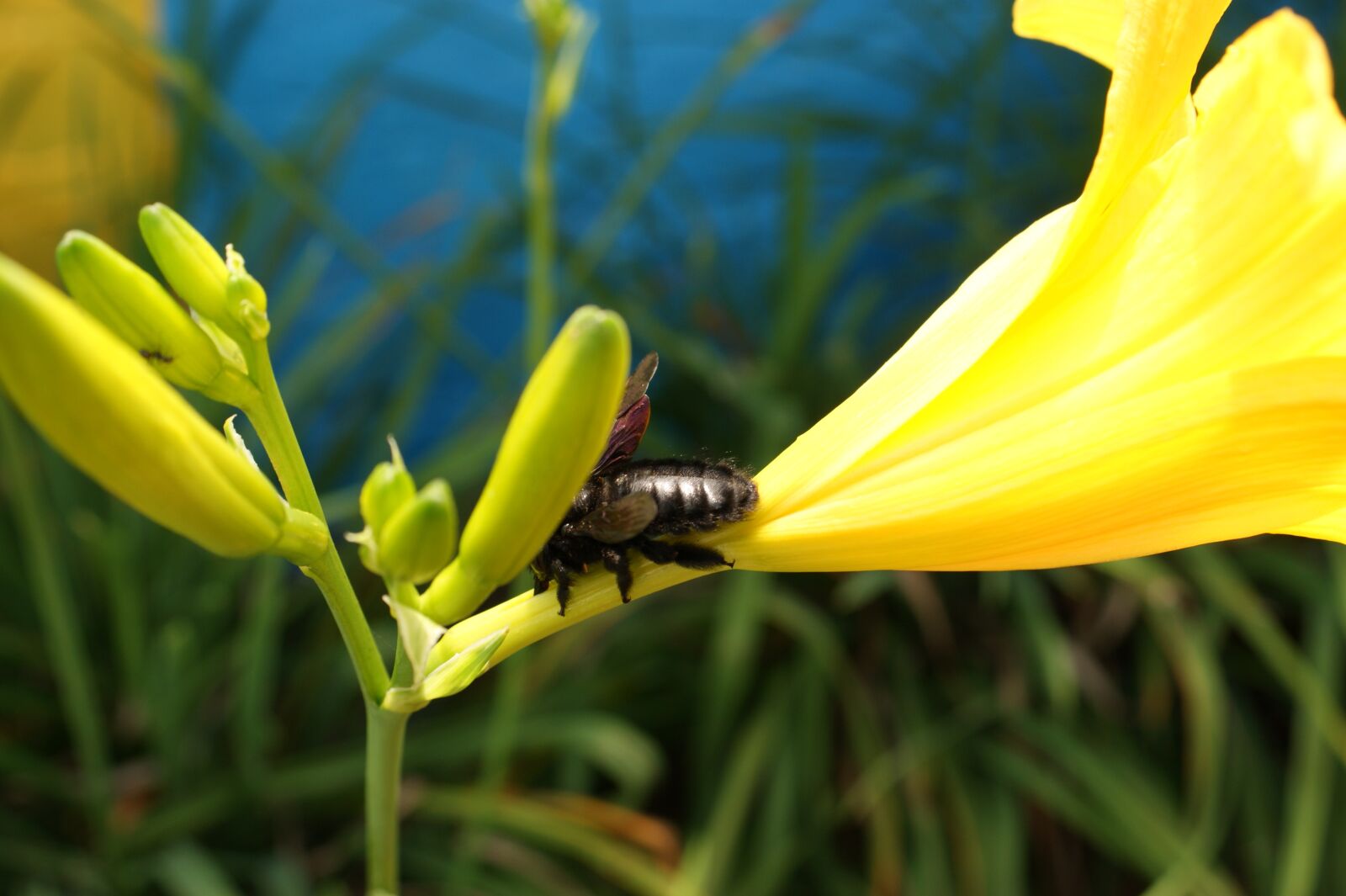 Sony Alpha DSLR-A390 sample photo. Nature, in, the photography