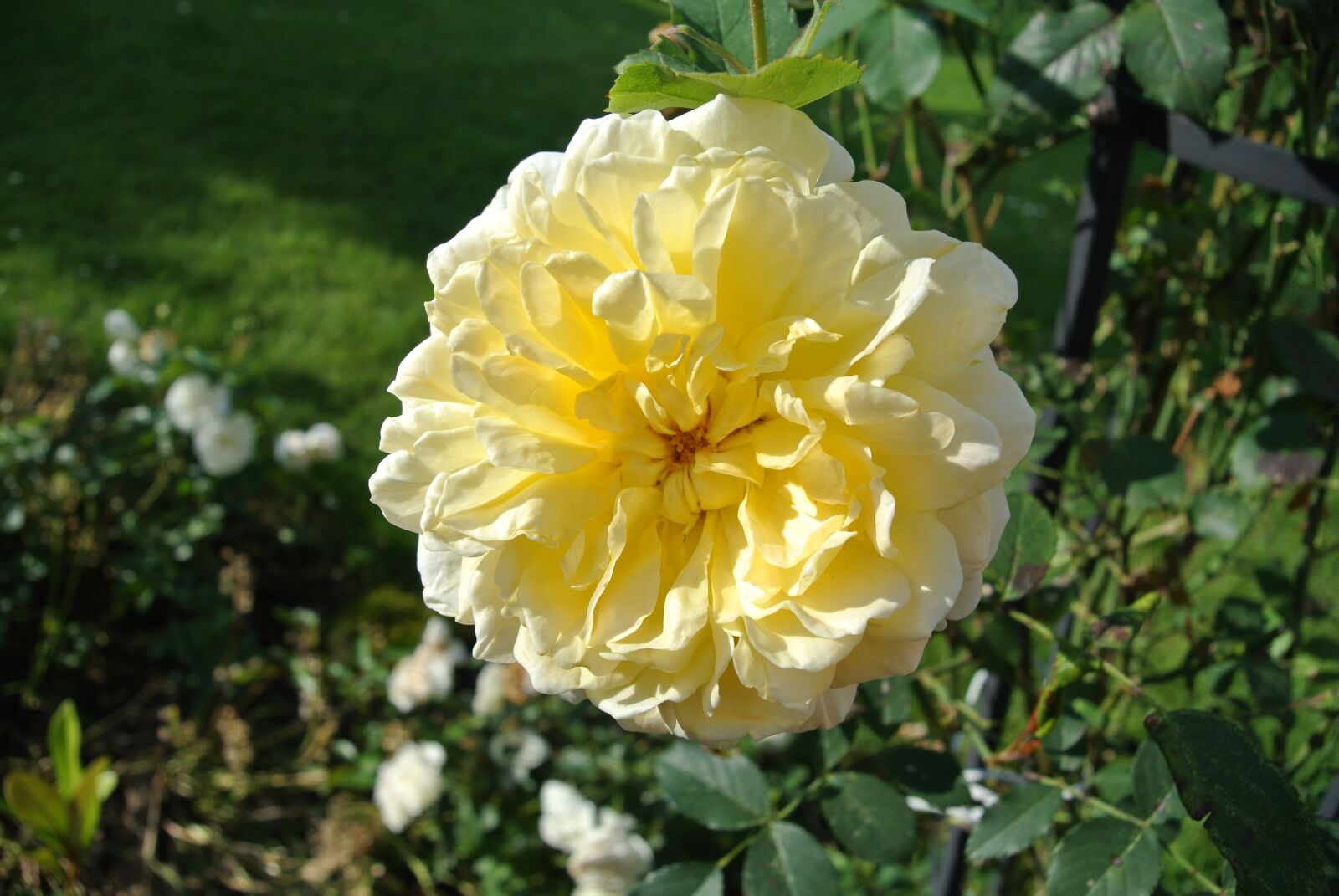 Nikon 1 J2 sample photo. Rose, yellow, flower photography