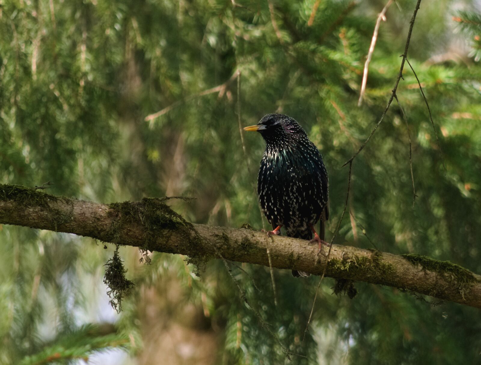 Nikon D90 sample photo. Star, sturnus vulgaris, bird photography