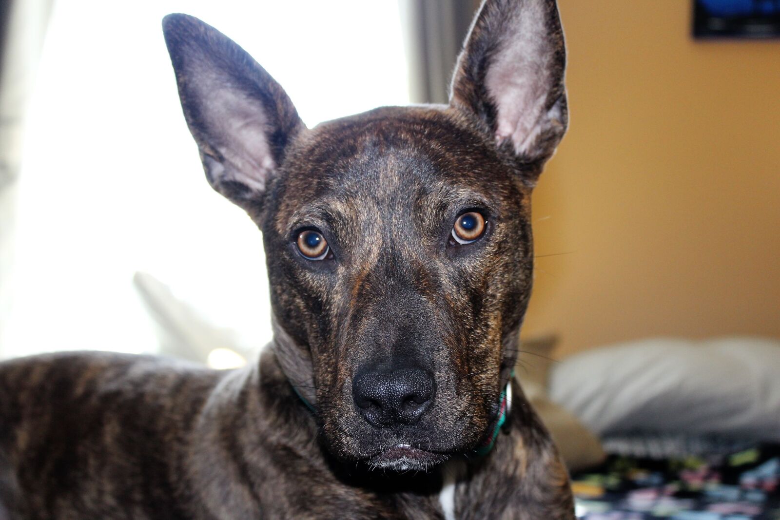 Canon EOS 1200D (EOS Rebel T5 / EOS Kiss X70 / EOS Hi) sample photo. Pitbull, pitbull, mix, rescue photography