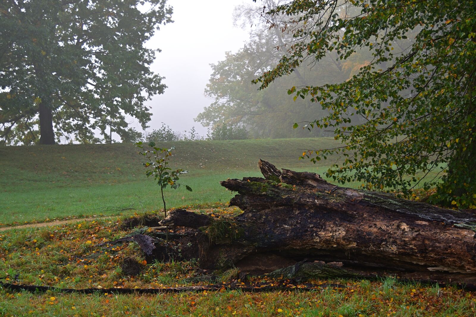 Nikon D5200 sample photo. Old tree, rots, morsch photography