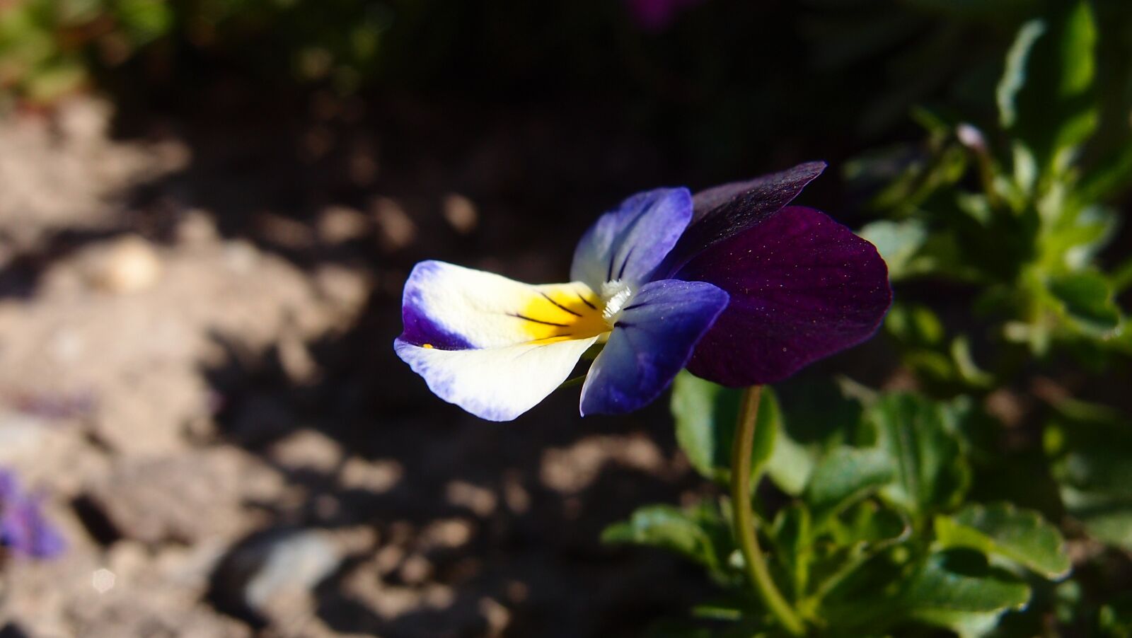 Olympus XZ-1 sample photo. Flower, purple, white photography