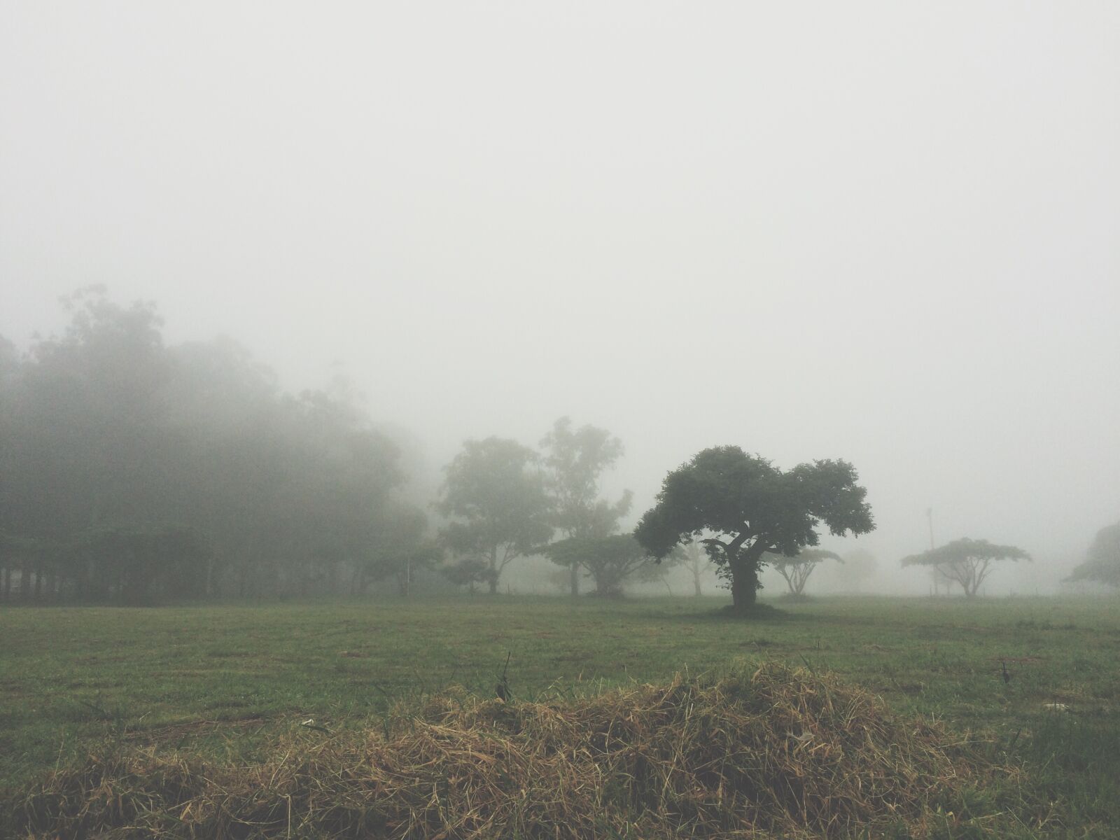iPhone 5s back camera 4.15mm f/2.2 sample photo. Cold, dew, fog, green photography