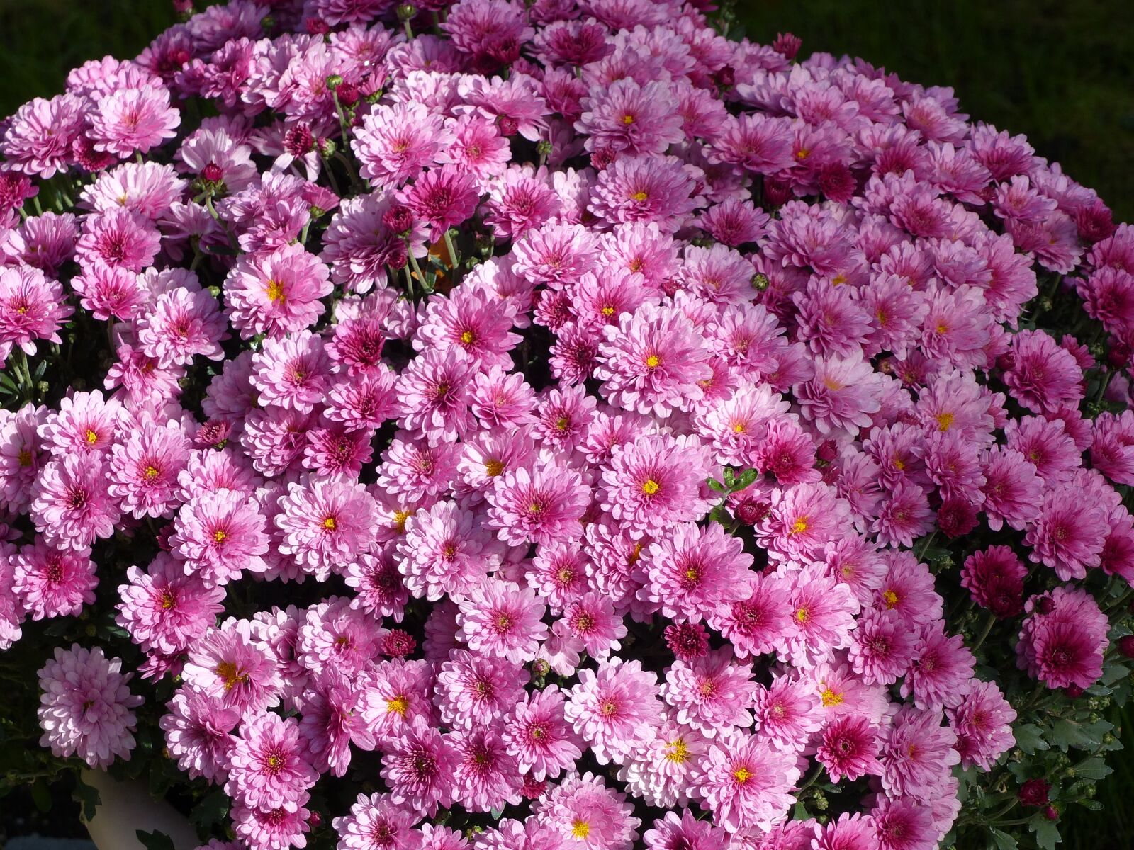 Panasonic Lumix DMC-FZ200 sample photo. Chrysantemum, flowers, pink photography
