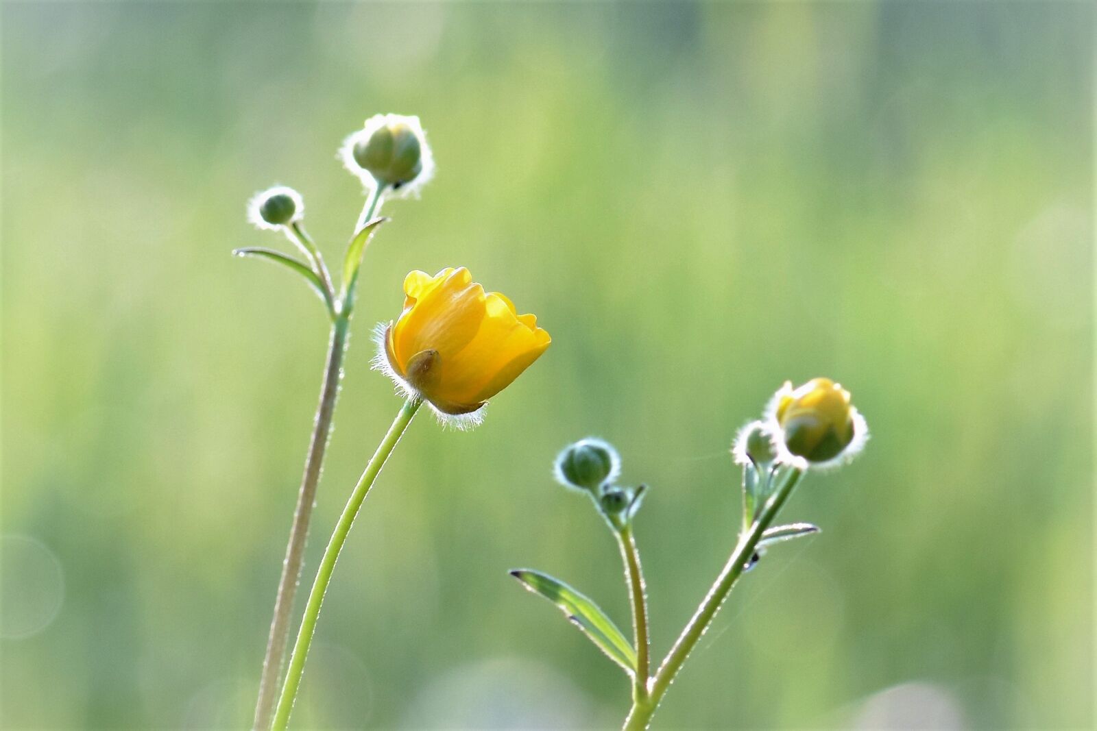 Nikon D5500 sample photo. Meadow, buttercup, yellow photography