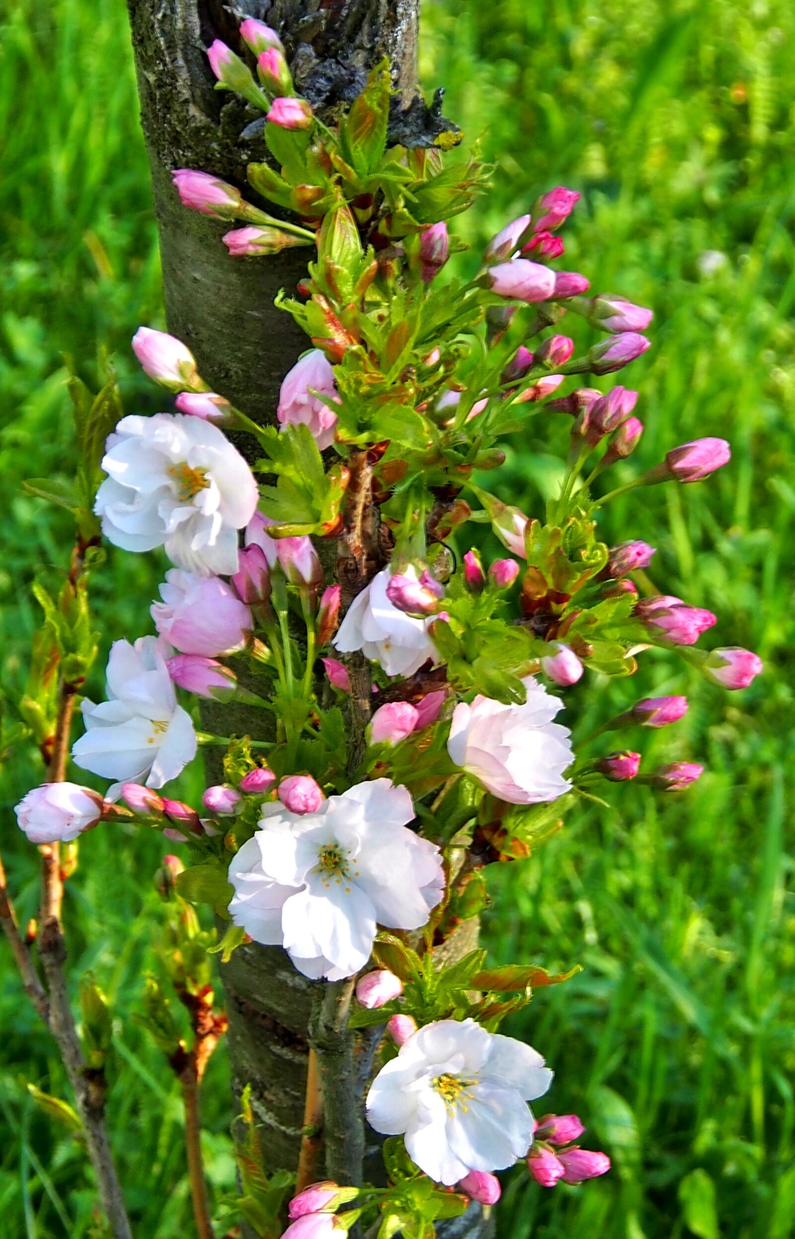 Olympus OM-D E-M5 sample photo. Flower, nature, plant photography