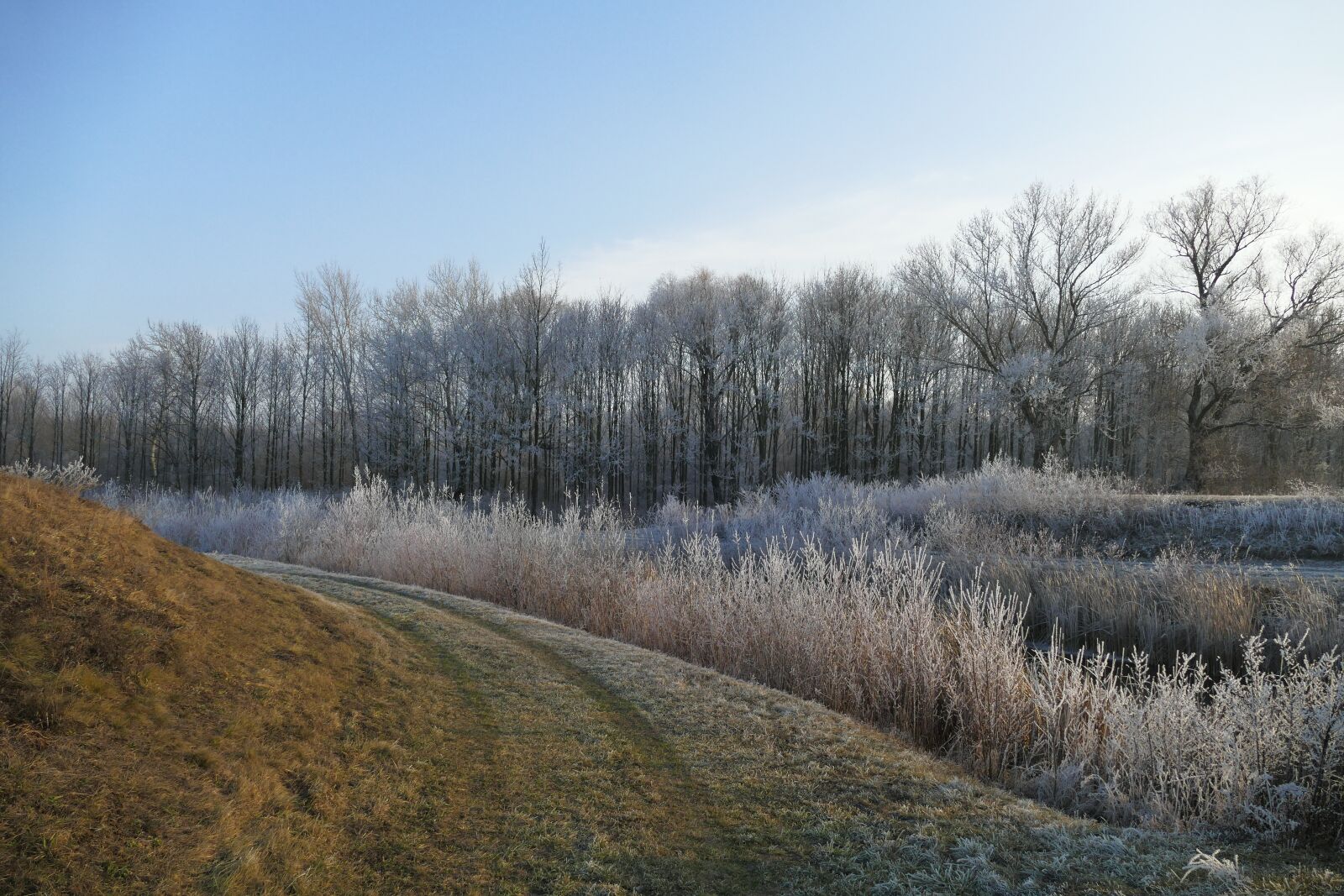 Panasonic Lumix DMC-FZ1000 sample photo. Winter, nature, icing photography