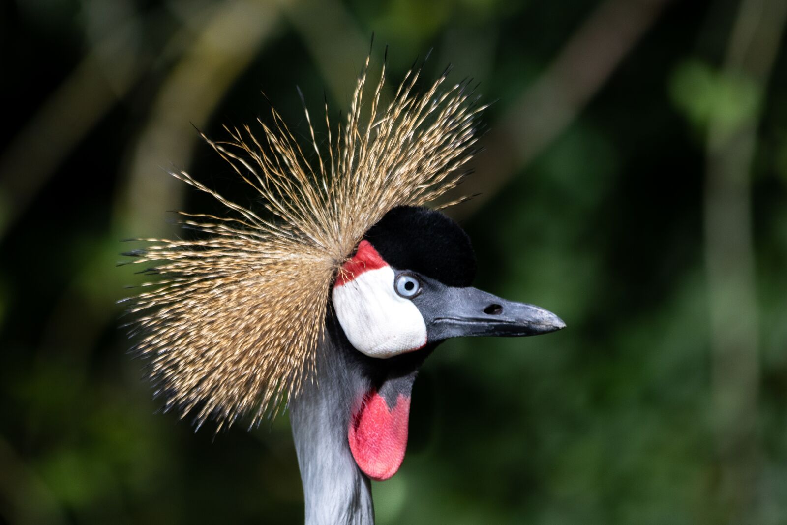 Canon EF 70-200mm F2.8L IS II USM sample photo. Grey crowned crane, crane photography