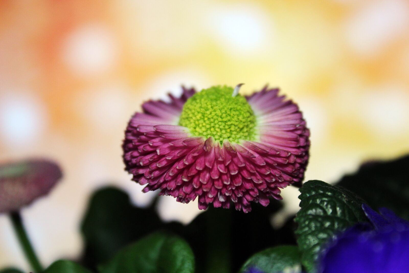Canon EOS 1300D (EOS Rebel T6 / EOS Kiss X80) sample photo. Bellis, plant, flower photography