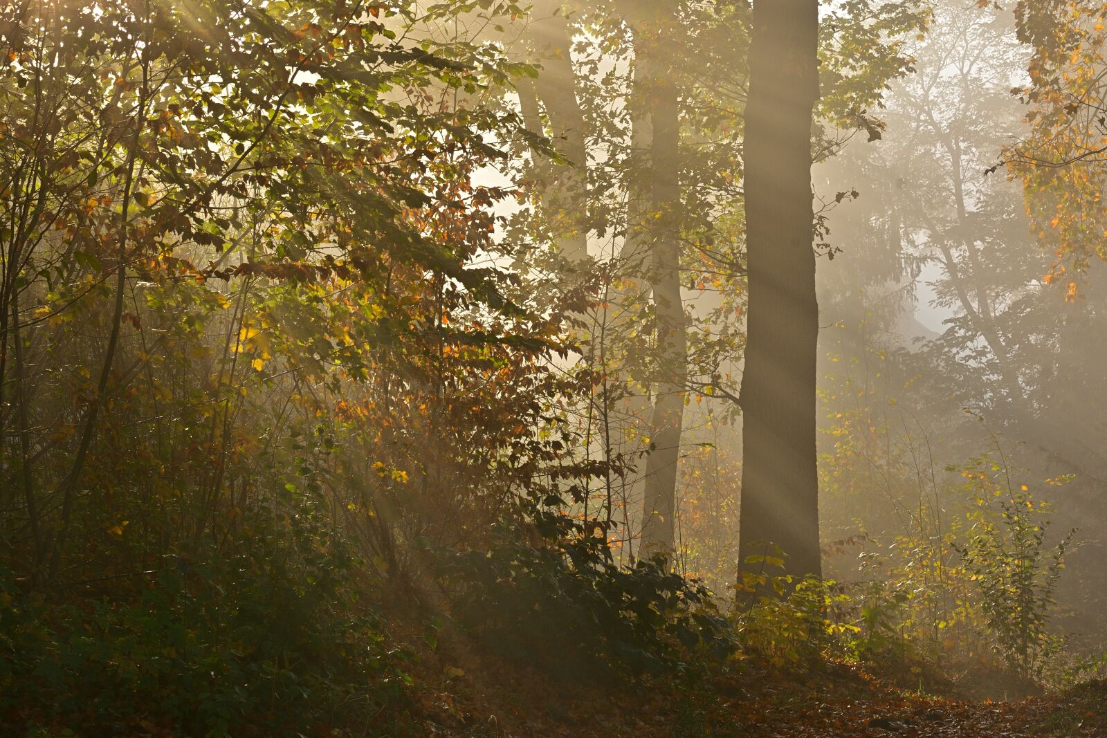 Nikon D5200 sample photo. Nature, forest, fog photography