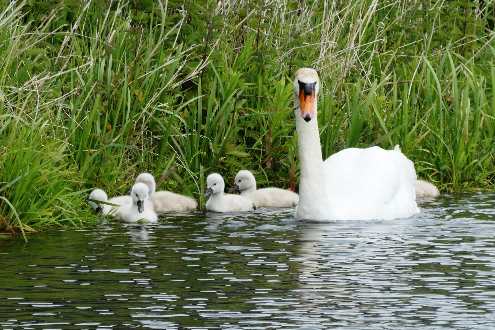 Panasonic Lumix DC-ZS70 (Lumix DC-TZ90) sample photo. Swan with chicks, swan photography
