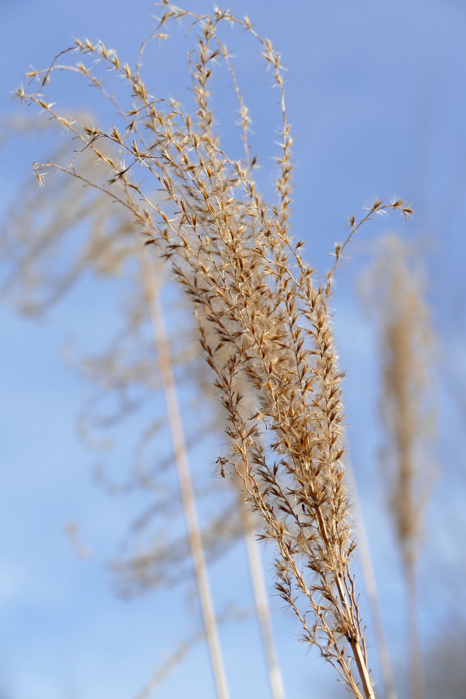 Panasonic Lumix DMC-FZ1000 sample photo. Grass, culm, plume photography