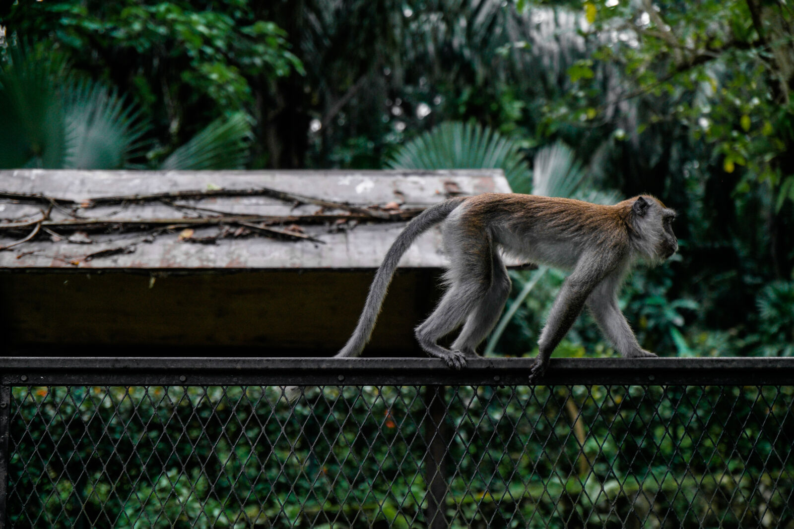 Samsung NX1 sample photo. Animal, fence, macaque, monkey photography
